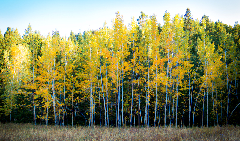 BirchTrees